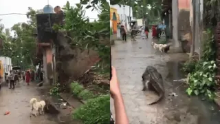 Viral Video Of Crocodile Strolling On Bijnor Streets Draws Reactions; Internet Angry At Man For Kicking Reptile
